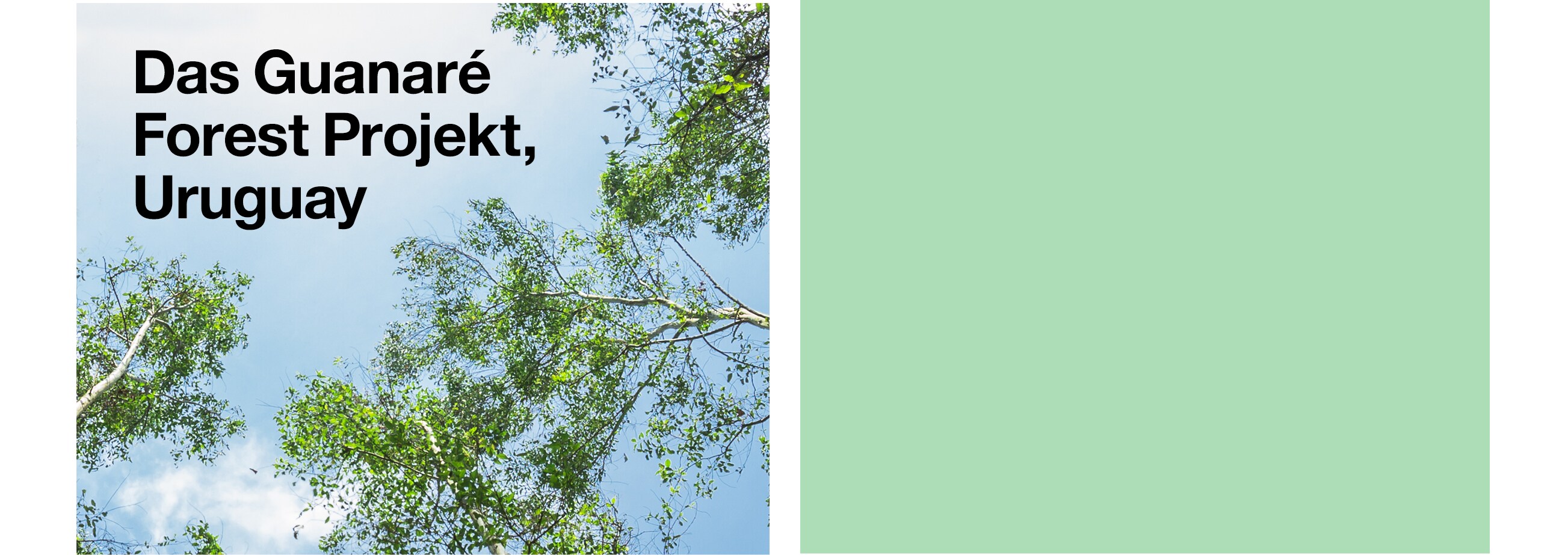 The Guanaré Forest Project, Uruguay
