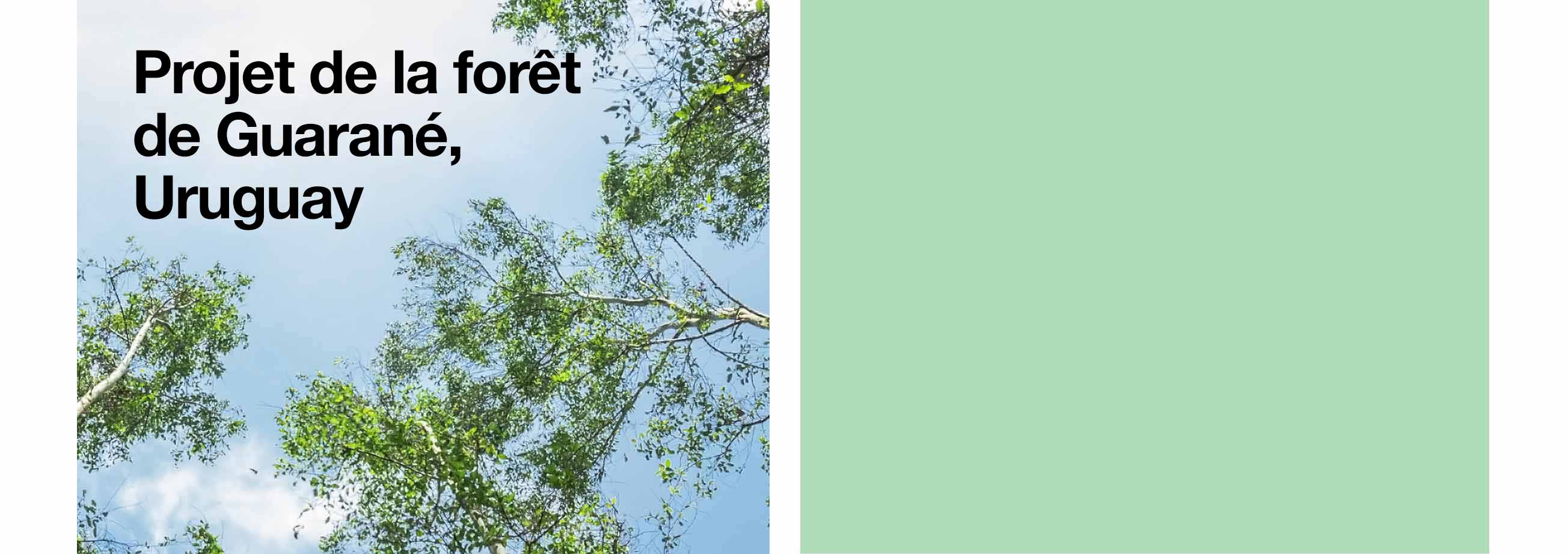 The Guanaré Forest Project, Uruguay
